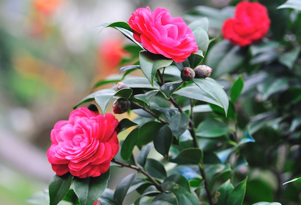 茶花 茶花