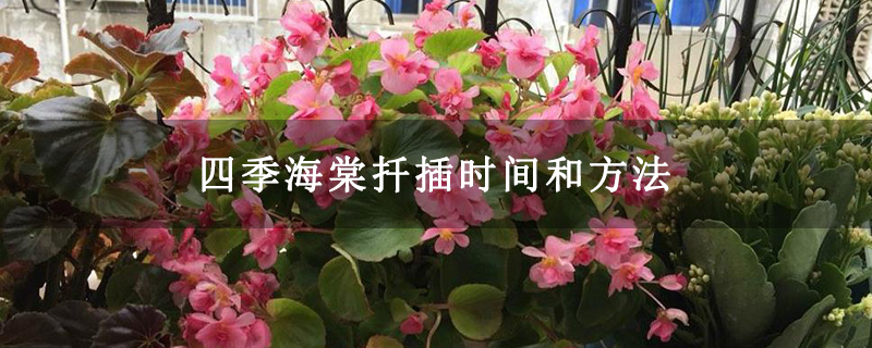 四季海棠扦插時(shí)間和方法