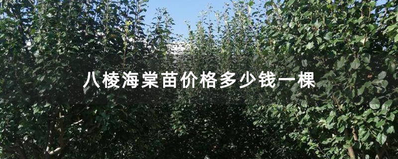 八棱海棠苗價格多少錢一棵