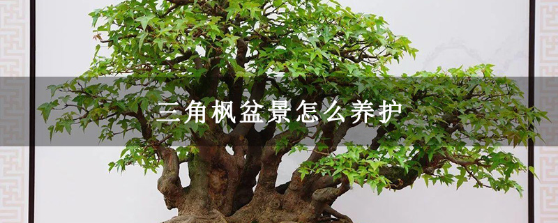 三角楓盆景怎么養護