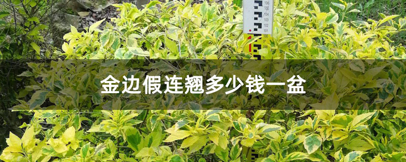 金邊假連翹多少錢一盆