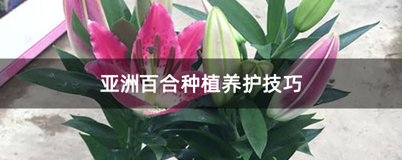 亞洲百合種植養護技巧