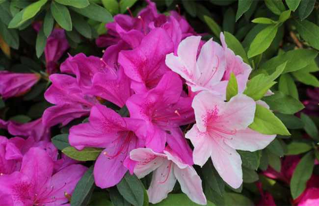 杜鵑花