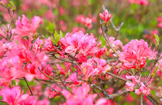 杜鵑花