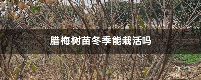 臘梅樹苗冬季能栽活嗎