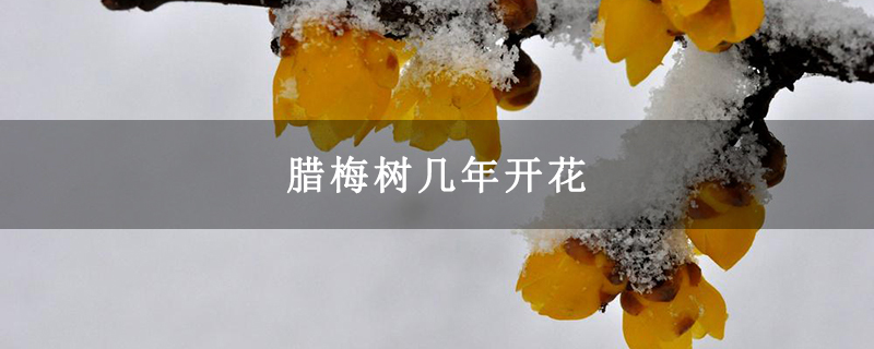 臘梅樹幾年開花