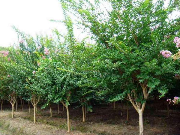 紫薇樹(shù)