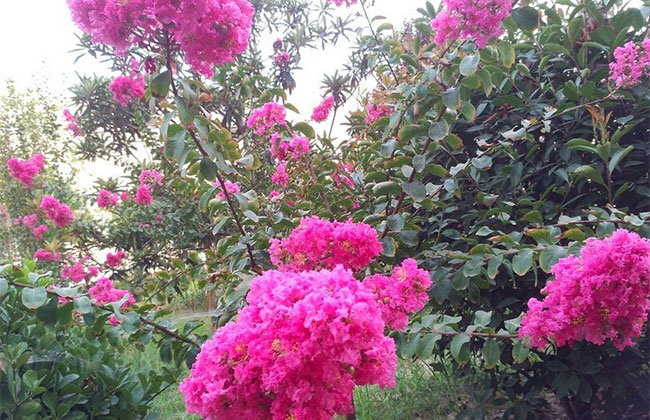 紫薇樹5.jpg