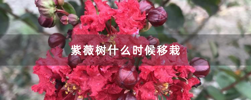 紫薇樹什么時(shí)候移栽