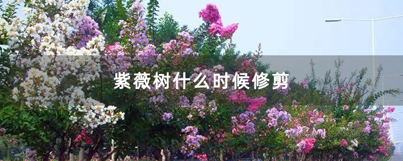 紫薇樹什么時(shí)候修剪