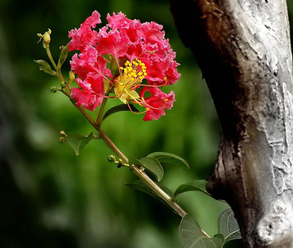 紫薇花