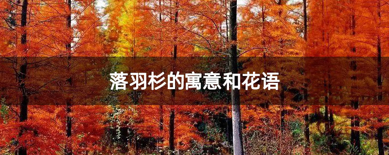 落羽杉的寓意和花語