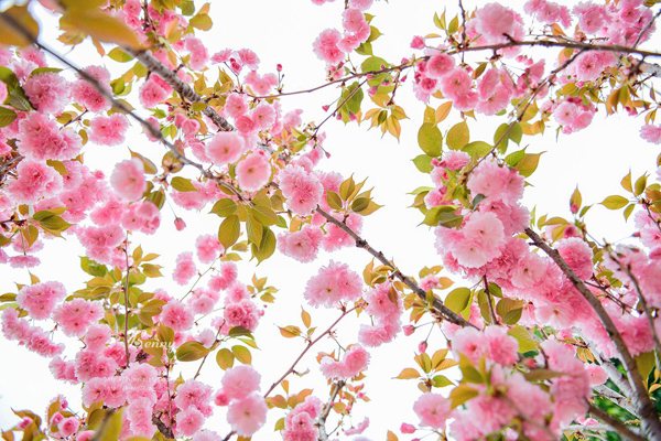 櫻花