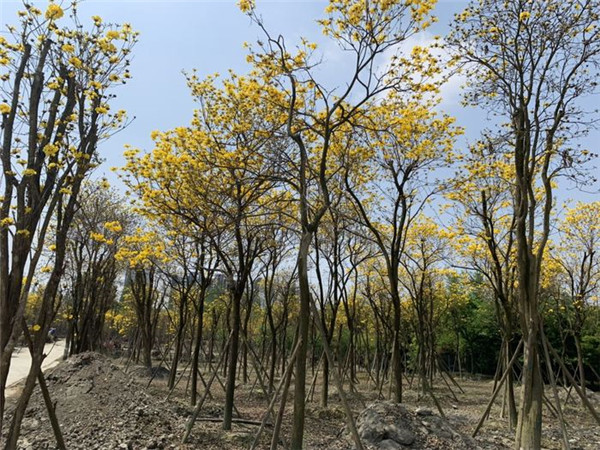 黃花風(fēng)鈴木基地實拍圖片