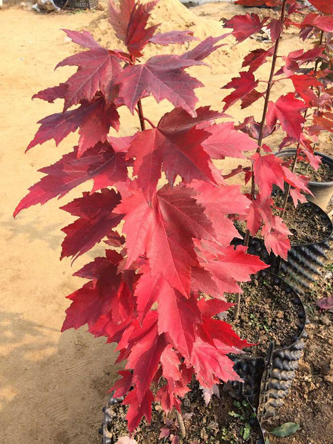 紅楓