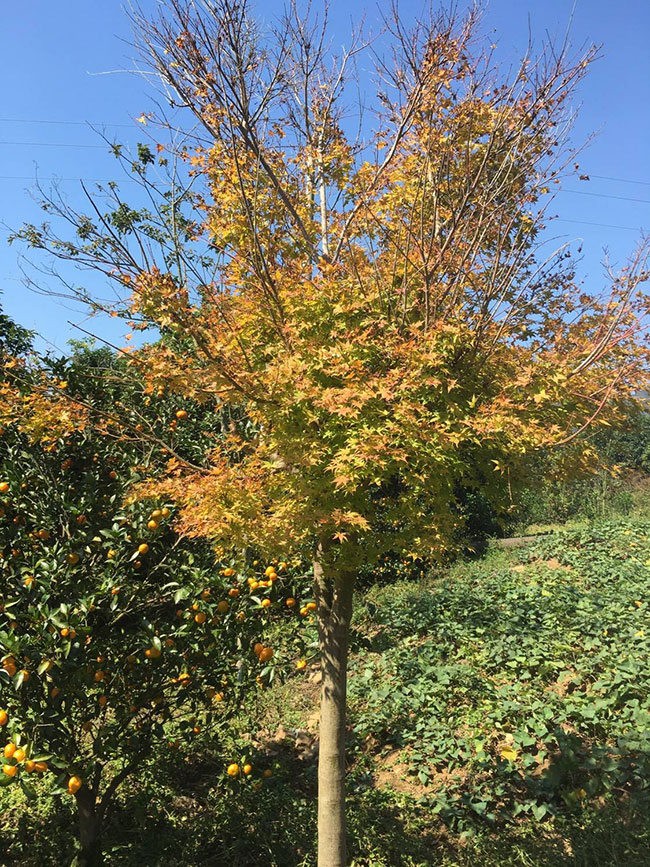 紅楓