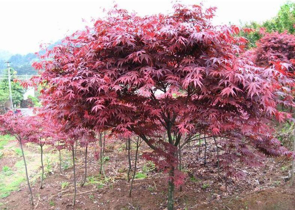 紅楓樹