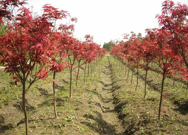 紅楓樹基地實拍