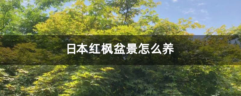 日本紅楓盆景怎么養