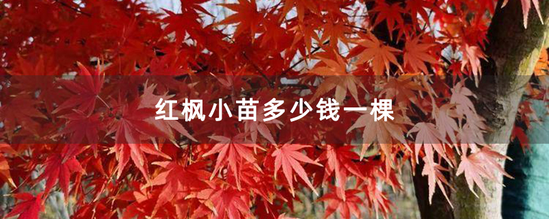 紅楓小苗多少錢一棵