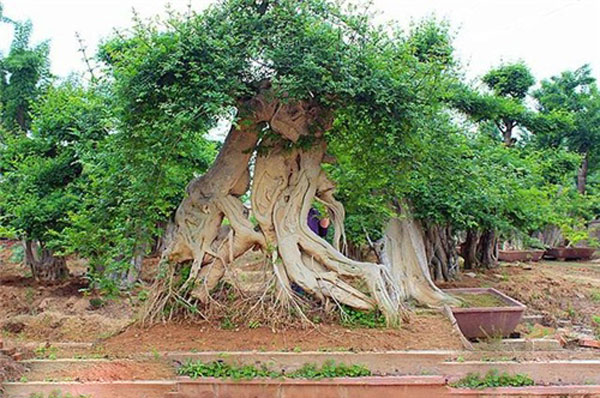 節白蠟裸根栽植.jpg