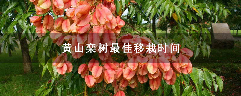 黃山欒樹最佳移栽時間