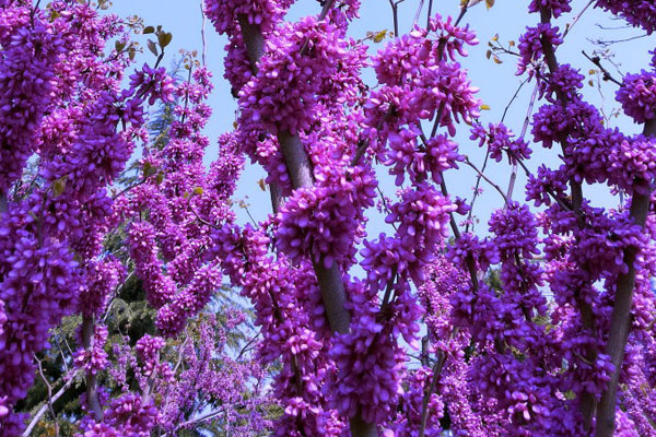 紫荊１.jpg