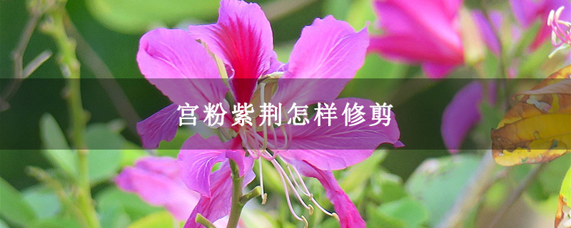 宮粉紫荊怎樣修剪