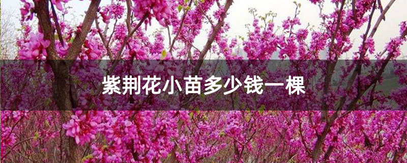 紫荊花小苗多少錢一棵