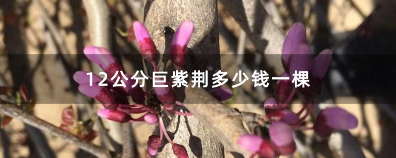 12公分巨紫荊 12公分巨紫荊