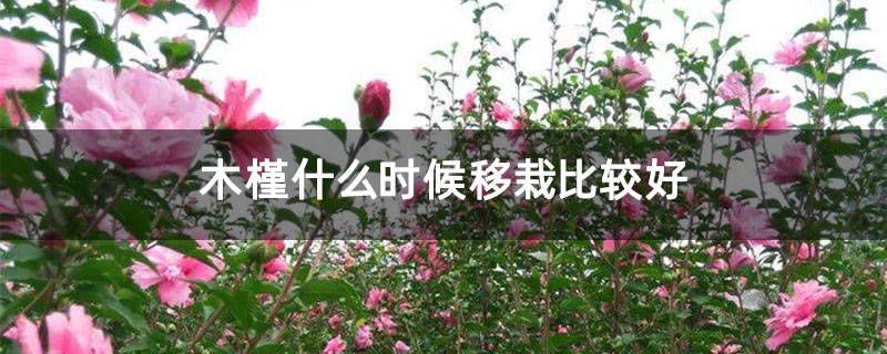 木槿什么時候移栽比較好