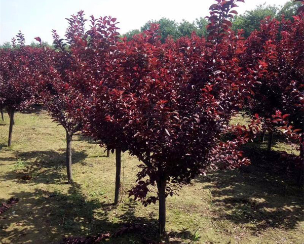 紅葉李