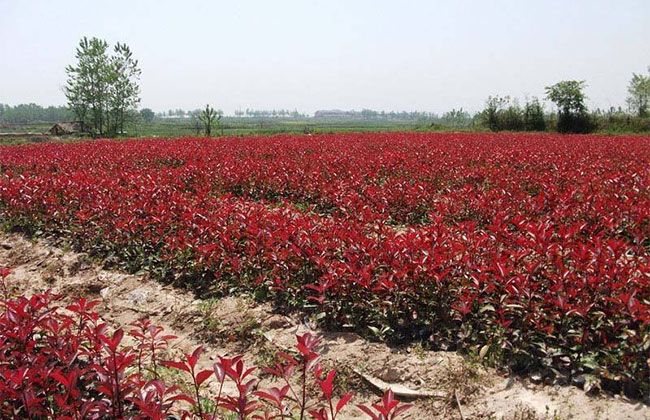 紅葉石楠基地實拍圖片