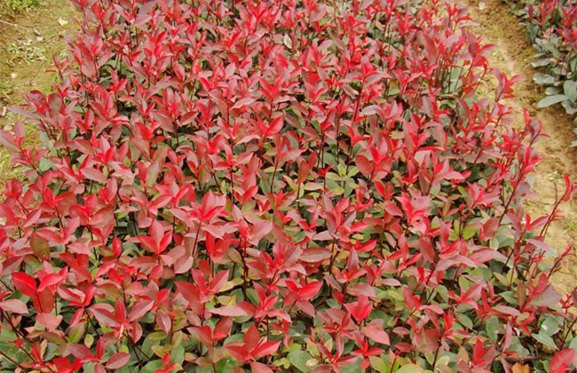 紅葉石楠基地實拍圖片