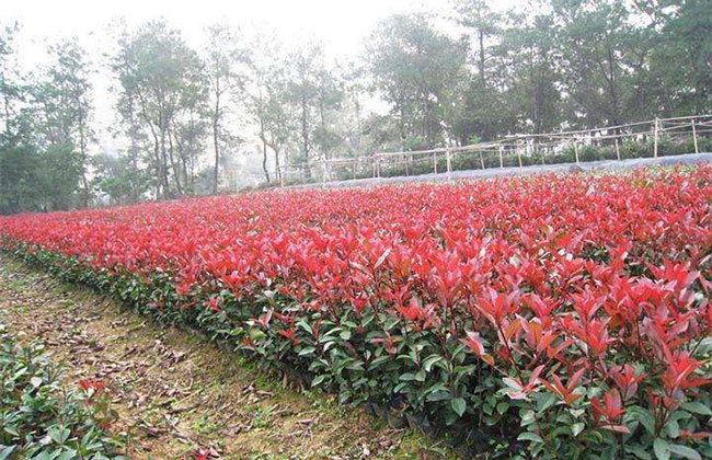 紅葉石楠幼苗