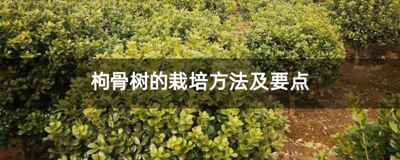 枸骨樹的栽培方法及要點 枸骨樹的栽培方法及要點