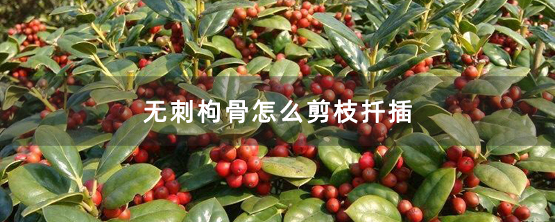 無刺枸骨怎么剪枝扦插 無刺枸骨怎么剪枝扦插