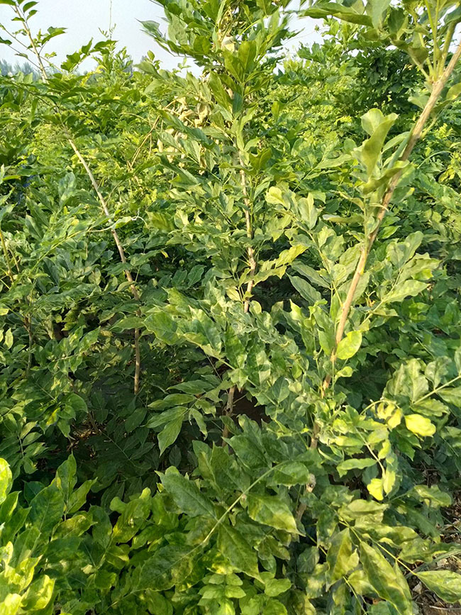 紫藤苗多少錢一棵 紫藤苗多少錢一棵