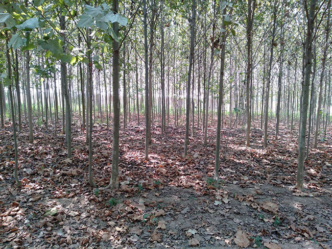 速生法桐小苗多少錢一棵?最新速生法桐小苗價格行情