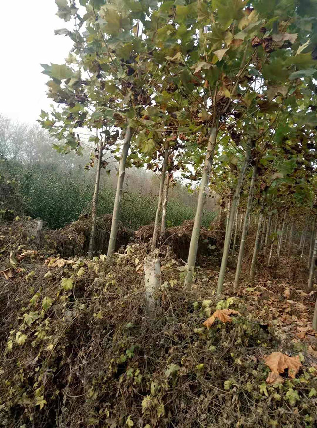 速生法桐小苗多少錢一棵?最新速生法桐小苗價格行情