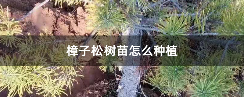 樟子松樹苗怎么種植