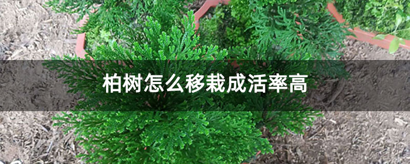 柏樹怎么移栽成活率高