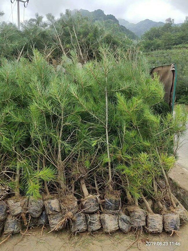 白皮松多少錢一棵?2020年白皮松價格最新價格