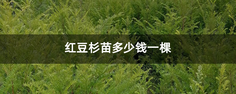 紅豆杉苗多少錢一棵 紅豆杉苗多少錢一棵