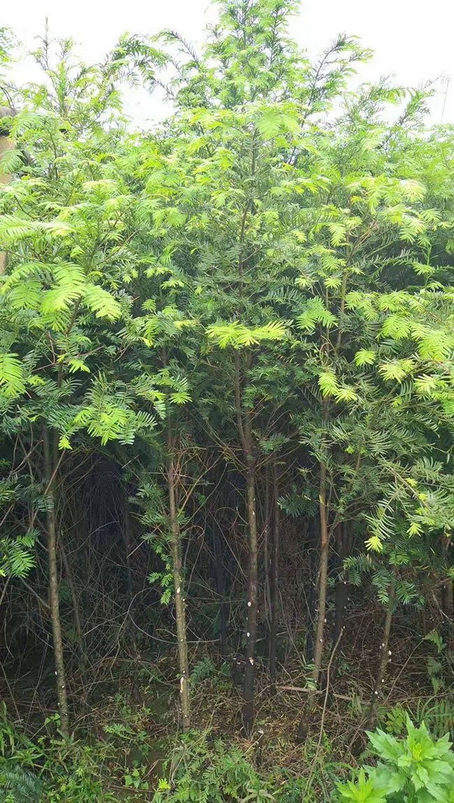 紅豆杉苗木價(jià)格多少錢(qián)一棵?紅豆杉如何種植?