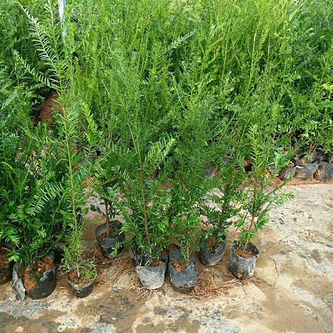 紅豆杉苗木價(jià)格多少錢(qián)一棵?紅豆杉如何種植?