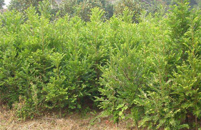 紅豆杉苗木價(jià)格多少錢(qián)一棵?紅豆杉如何種植?