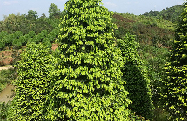 紅豆杉苗木價(jià)格多少錢(qián)一棵?紅豆杉如何種植?
