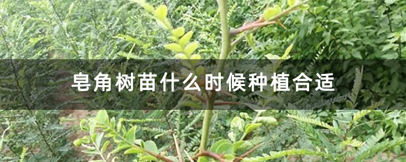 皂角樹苗什么時候種植合適