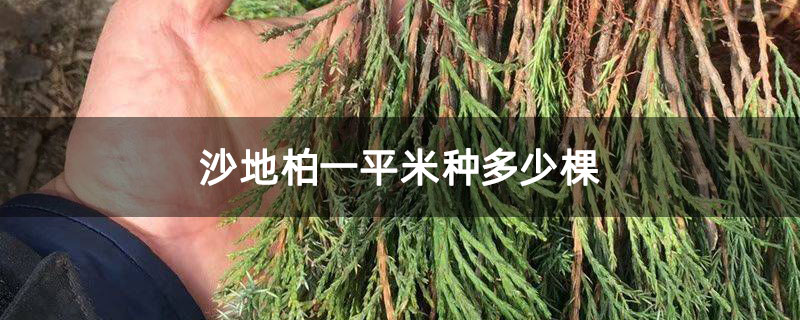 沙地柏一平米種多少棵 沙地柏一平米種多少棵